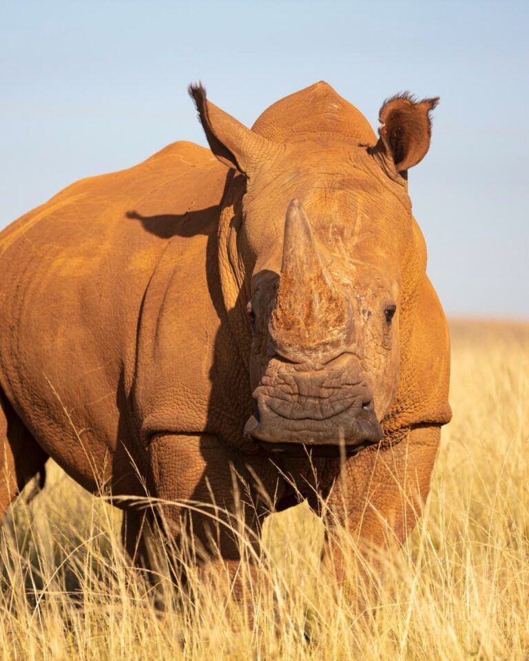 School Excursions at Rhino & Lion: Learning Through Nature