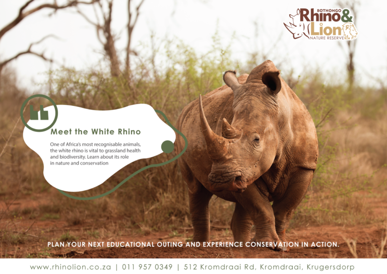 Discover Biodiversity at Rhino and Lion Nature Reserve
