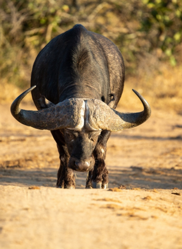 See Animal Behaviour in Action at Rhino & Lion Nature Reserve!