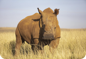 EVERY ANIMAL HAS A STORY WORTH PROTECTING