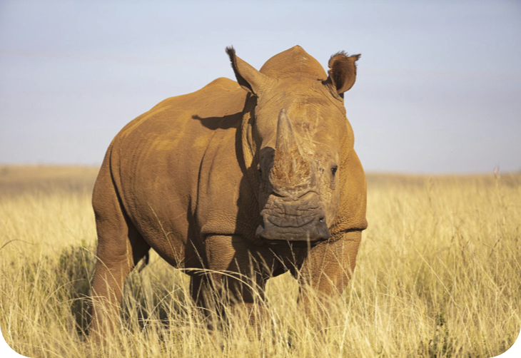 EVERY ANIMAL HAS A STORY WORTH PROTECTING